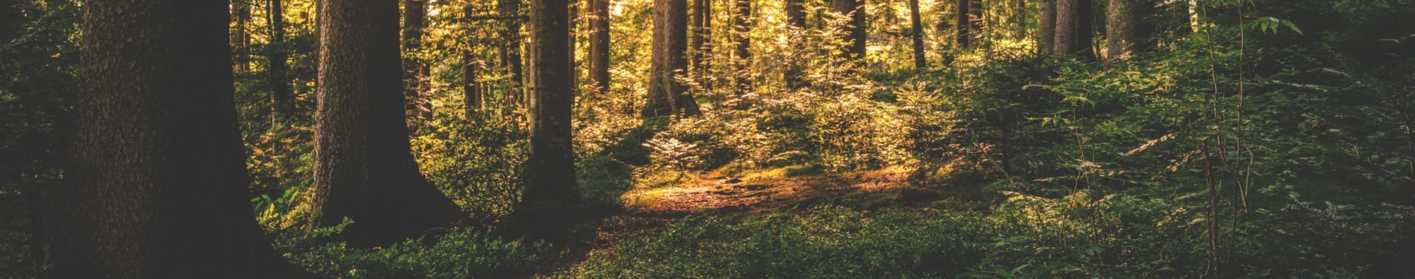 Sentiers en forêt et paysages naturels à Sainte-Brigitte-de-Laval